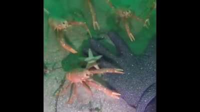 crab.