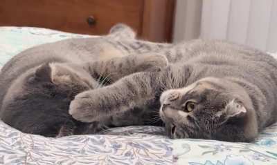 My two girls lazily wrestling
