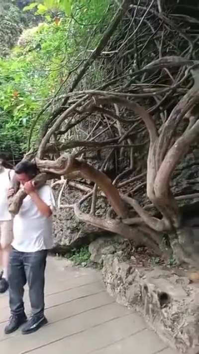 Putting your head through roots