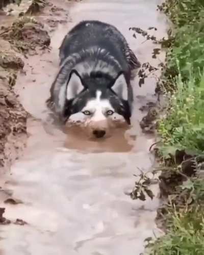 Huskygator