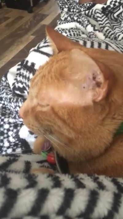 I present to you, the loudest purr bucket, Catsby!