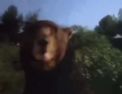 Hulk vs a bear