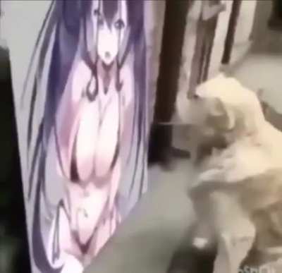Dog