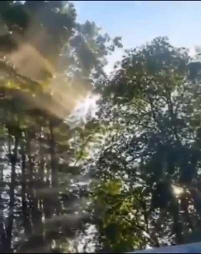 Lsd