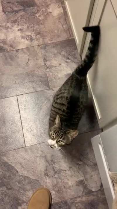 My 2020 model SIC demonstrating the low fuel feature; treats and wet food will be required to maintain nominal performance.