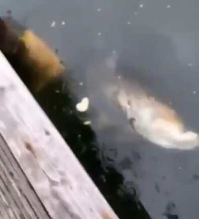 Well at least this guys pet fish didn&rsquo;t suffer to long