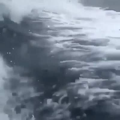 Orca giving a chase after a boat.