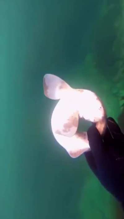 This little shark&rsquo;s defence mechanism