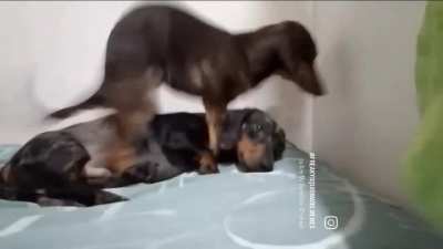 Modo solo