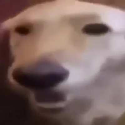 pog