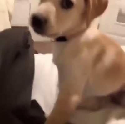 Mess with the dog you get the teeth.