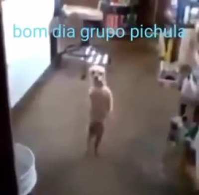 bom dia