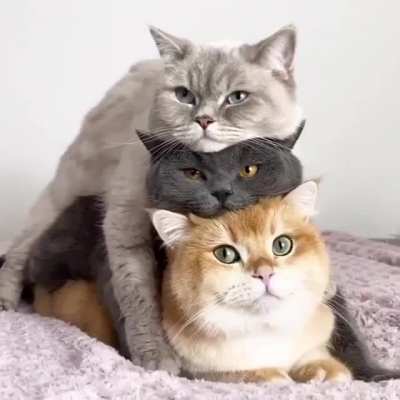 Introducing Stackable Cats