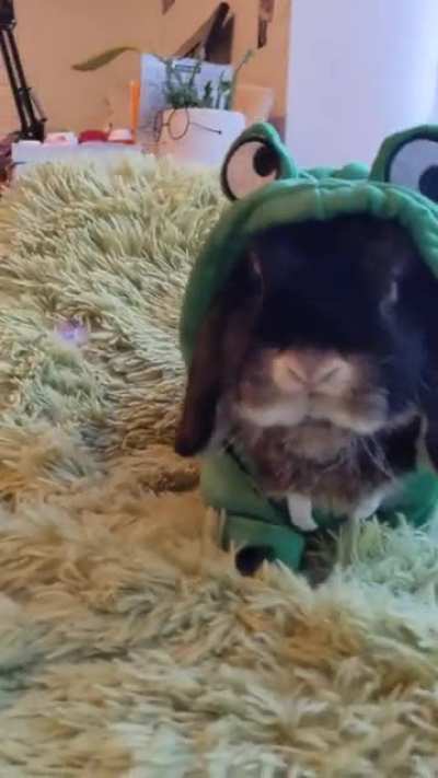 Froggy-bunny holding that pose for the camera 📸