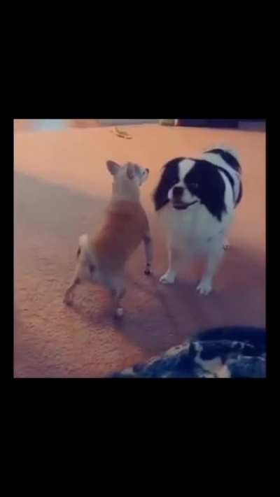 what da dog doin?