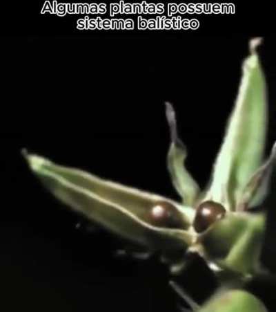 Algum mano viu isso e achou q seria uma boa ideia de misturar isso com zumbis, n &eacute; q ele tava certo?