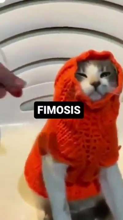 Martes de gatos