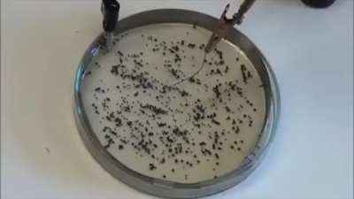 If you take a Petri dish, castor oil and some ball bearings and put all in an electric field, you might happen to spot an interesting behavior: self-assembling wires who appear to be almost alive (Source link in the comments)