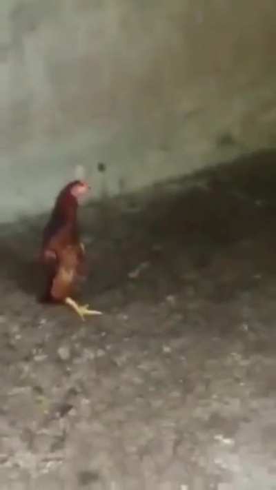 Trying to infiltrate into the gang