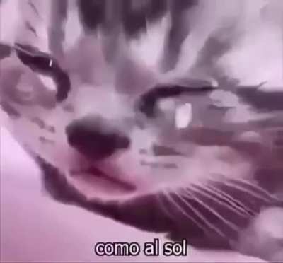 SadKEK