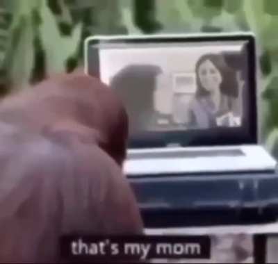 Ooh ooh ah ah monkey go savage