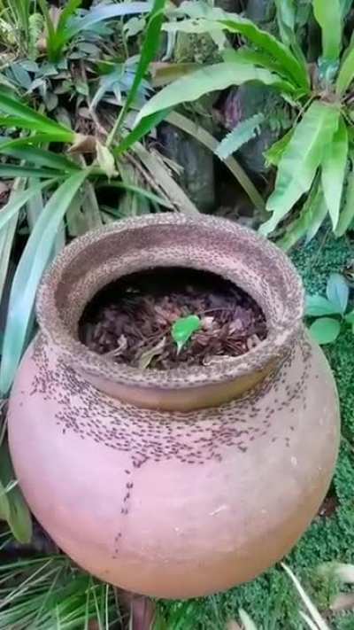 Ant Mill🤔🤔