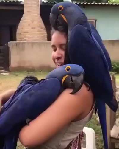 A lady with some very affectionate macaws