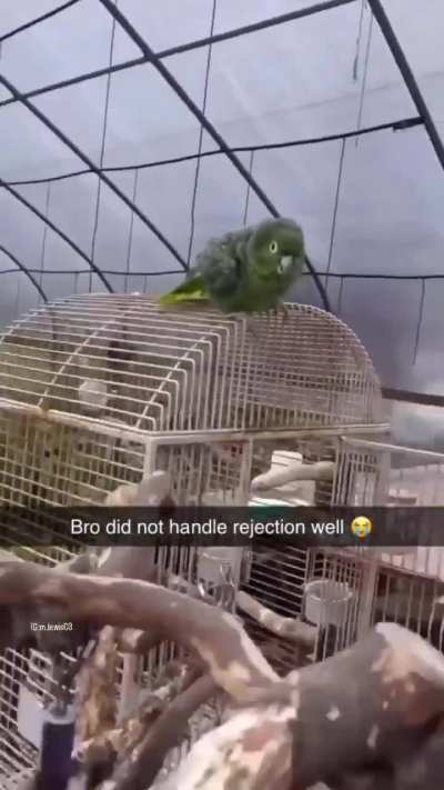 🦜