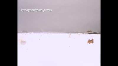 Researchers used CT scans to figure out why these pumpkin toadlets are just no good at jumping. The inner ear system of these frogs is so tiny that they lose balance midair.