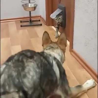 Impudent cat))