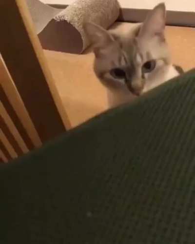 😻😻😻