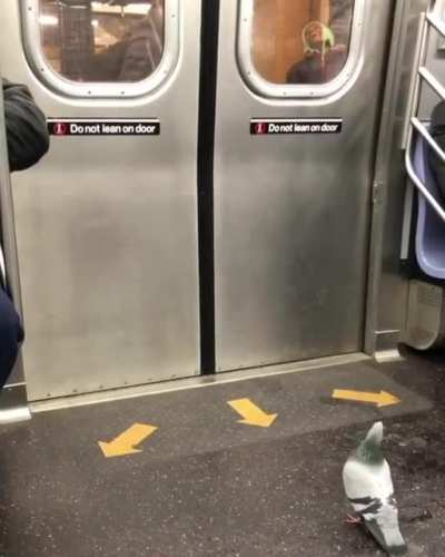 Pidgeon