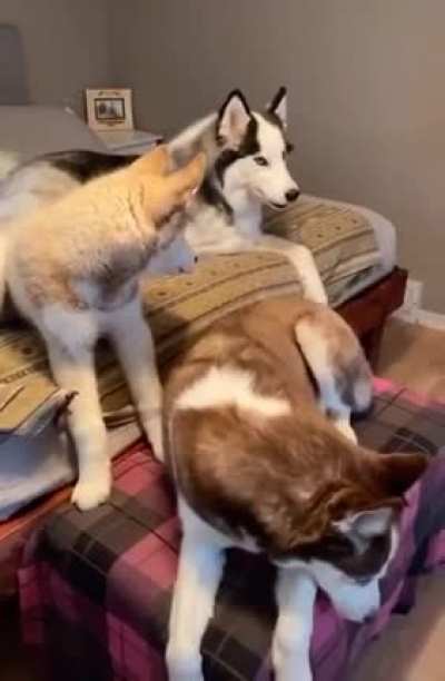 Get a husky they said, it&rsquo;ll be fun they said