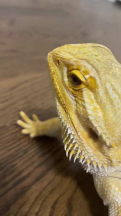 dragon chomps asmr