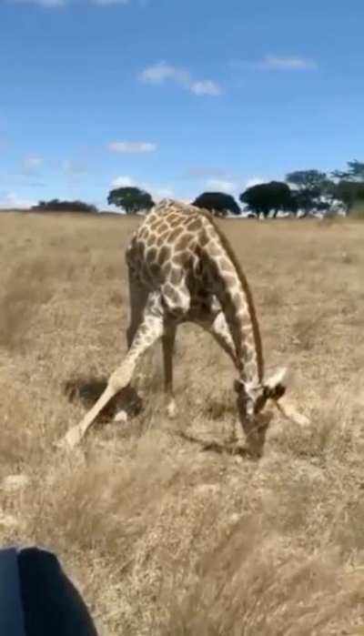 I&rsquo;ve never wondered how a Giraffe eats grass🤣.