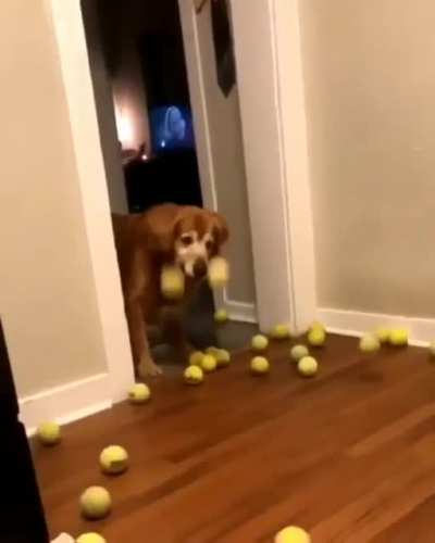 Happy Doge
