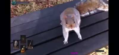 squirrel attack...
