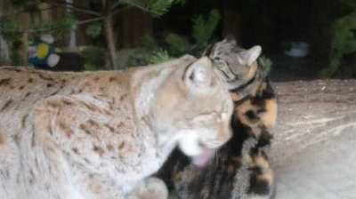 Cat broke into Lynx's cage and now they are best buds.