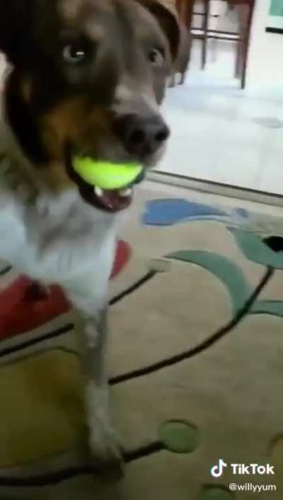Disco Dog tapping to the Hustle