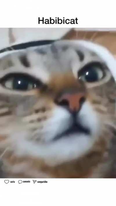 A cara de confuso do gato diz tudo