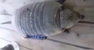 GalleyTrash 