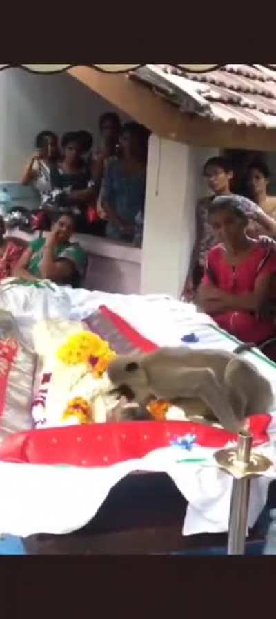 A monkey paying tribute at the funeral of man who used to feed him,its master in Batticaloa.