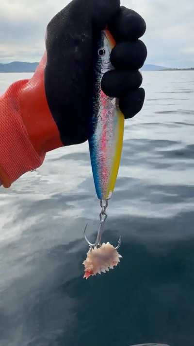 Caught this weird deep-sea creature while fishing in Northern Norway (150m depth) &ndash; any idea what it is?