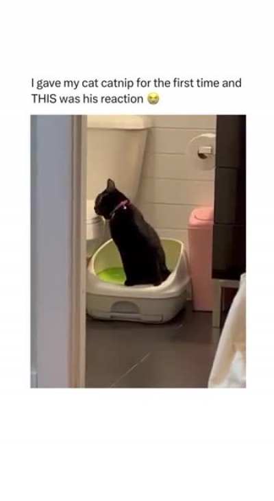 "I'm never having catnip again"