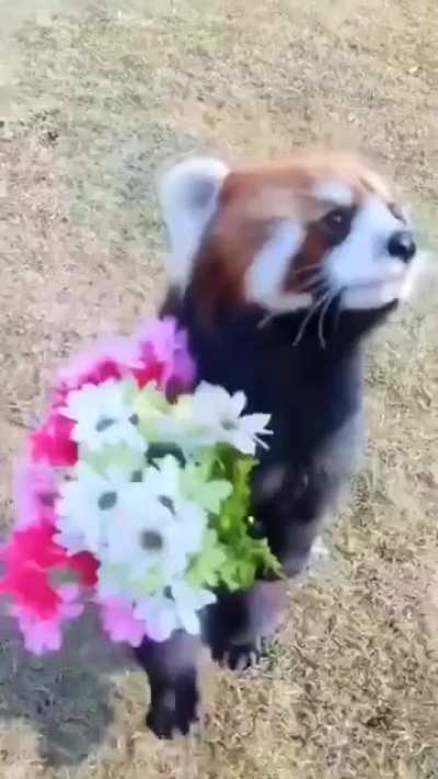 I could watch this all day
