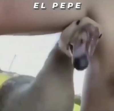 Xd