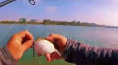 Moldy Fish
