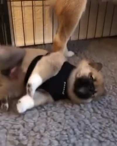he's so lazy.