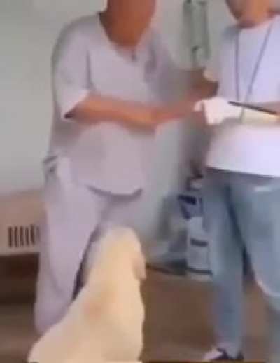 Perro mamon