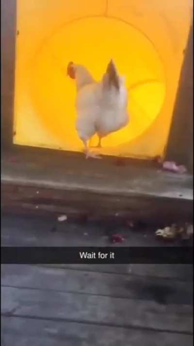 Chicken slide